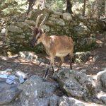 Die scheuen Kri-Kri-Ziegen – heimliche Bewohner der Schlucht