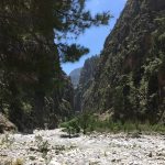 Uralte Kiefern säumen den Weg durch die Wildnis