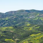 In der Gegend um Archanes trifft Tradition auf Leidenschaft – Weinbau seit Jahrtausenden