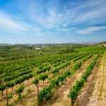 Wineyard with grape rows. Crete island, Greece